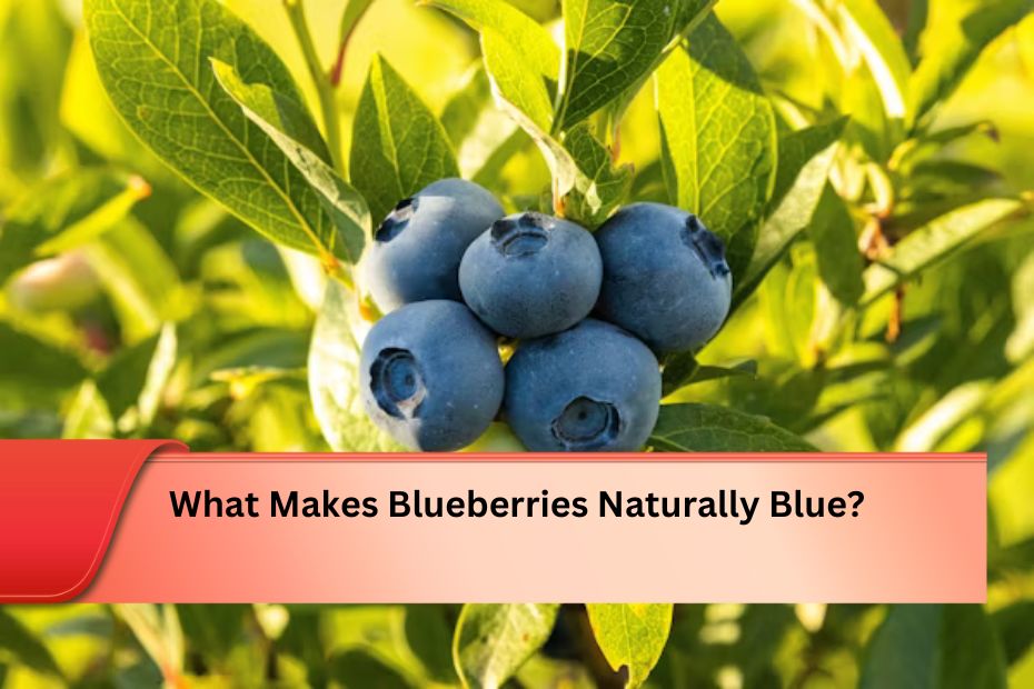 What Makes Blueberries Naturally Blue?