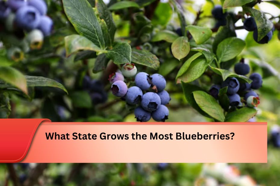 What State Grows the Most Blueberries?