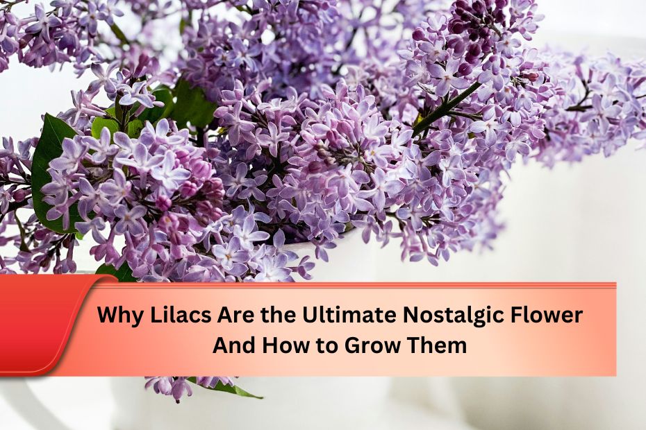 Why Lilacs Are the Ultimate Nostalgic Flower And How to Grow Them