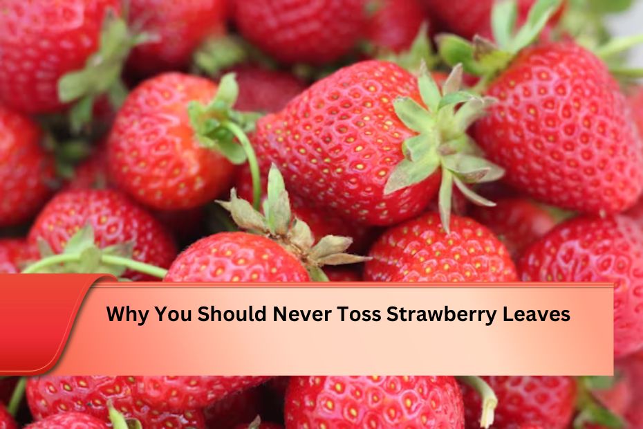 Why You Should Never Toss Strawberry Leaves