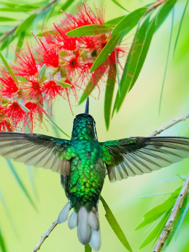 10 Plants That Will Transform Your Yard Into a Hummingbird Paradise