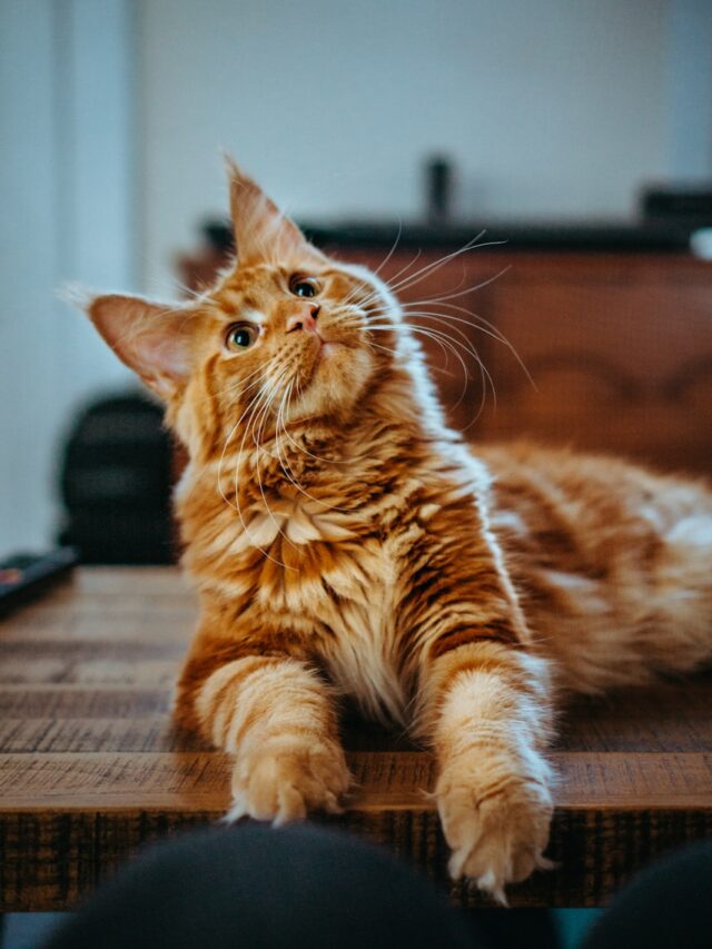 7 Unique Cat Breeds That You've Probably Never Seen