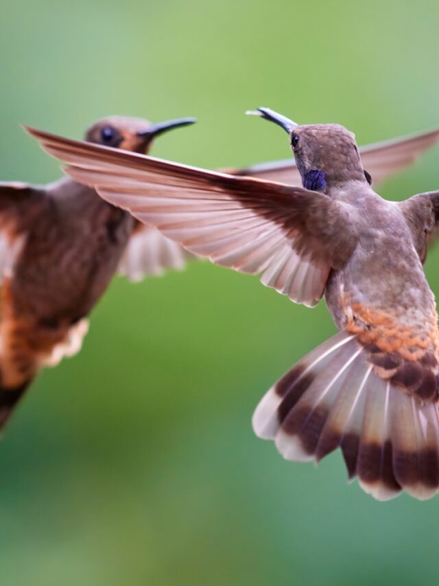 Meet the World’s Largest and Smallest Hummingbirds