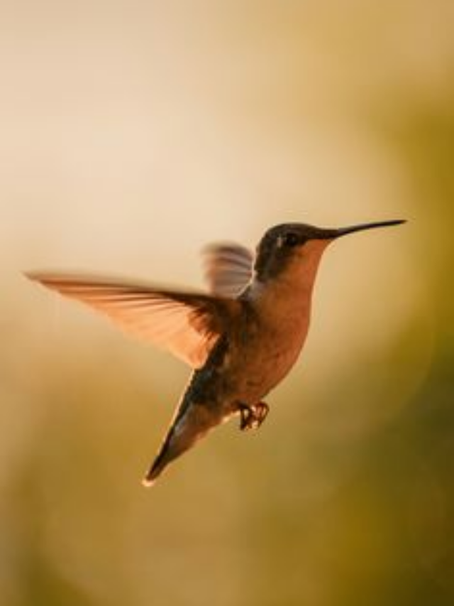 This Carnivorous Fly Is A Bad Sign To See On Hummingbird Feeders