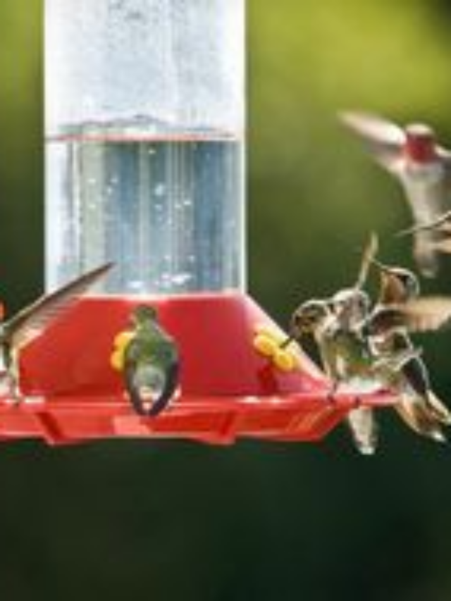 Do You Have To Boil Sugar Water For DIY Hummingbird Nectar?