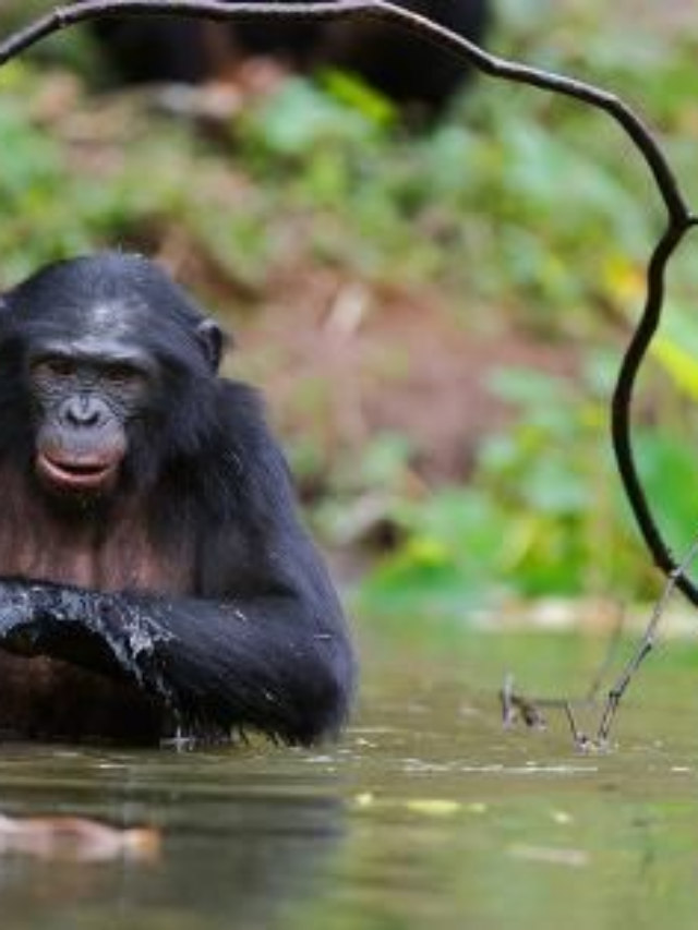 Bonobos realize when humans miss information and communicate accordingly