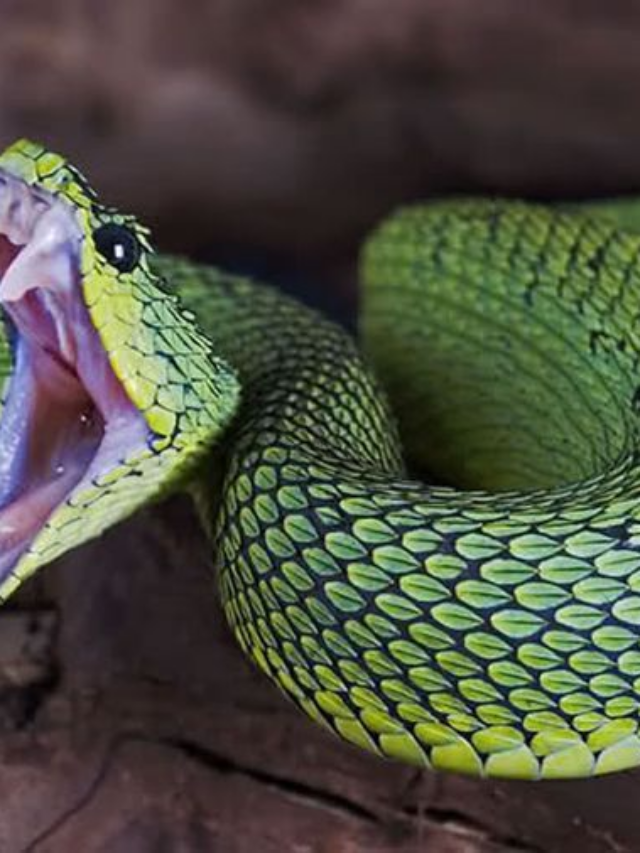 The Most Dangerous Snakes in North America: What You Need to Know