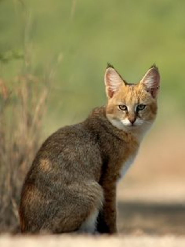 7 Wild Cat Species Struggling to Survive in Their Natural Habitats