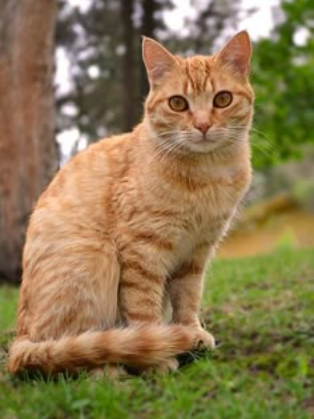 An Underrated Australian Cat Breed Is Also One Of The Most Loyal