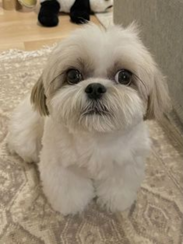 8 Reasons Shih Tzus Are Great for City Dwellers