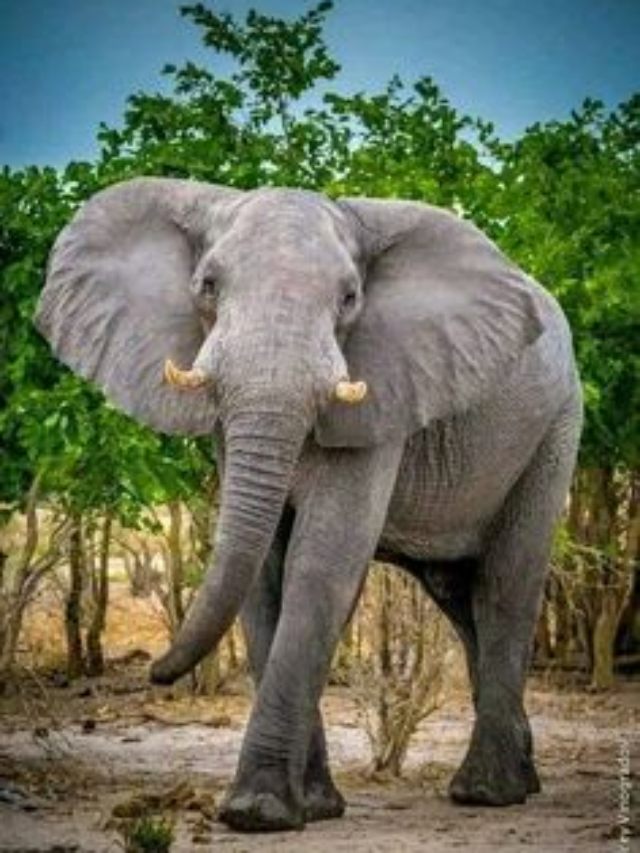 17 Amazing Ways Elephants Show They Can Think and Feel