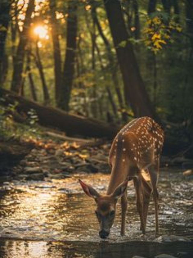 What Every Hiker Should Know About Facing Deer on the Trail