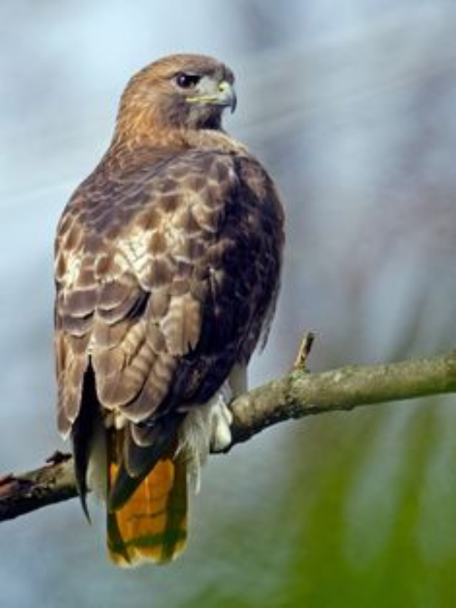 6 Effective Tips To Identify Hawk Species Like A Pro