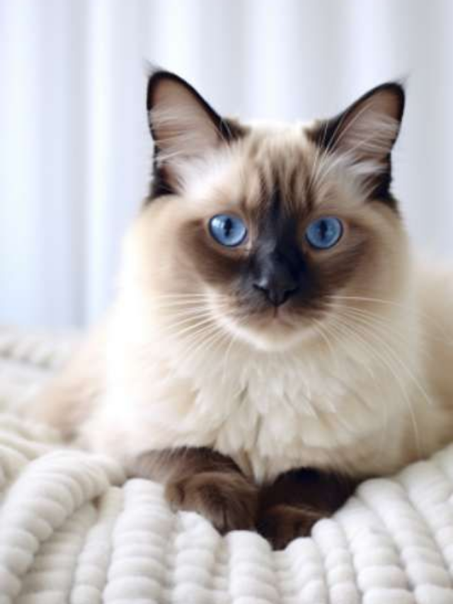 10 Intersting Facts About Siamese Cats