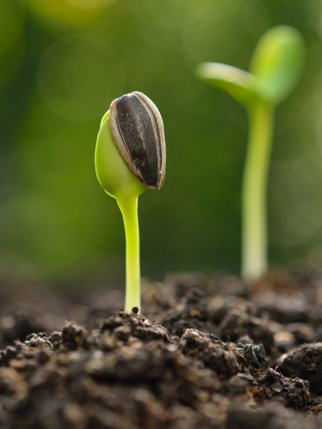 Be Sure To Start Growing These Flower Seeds Early Before Spring Starts