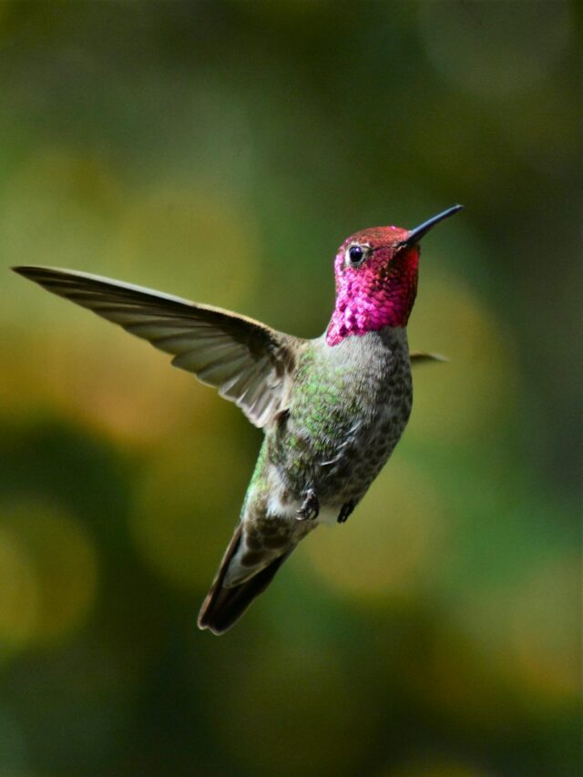 How Long Do Hummingbirds Live?