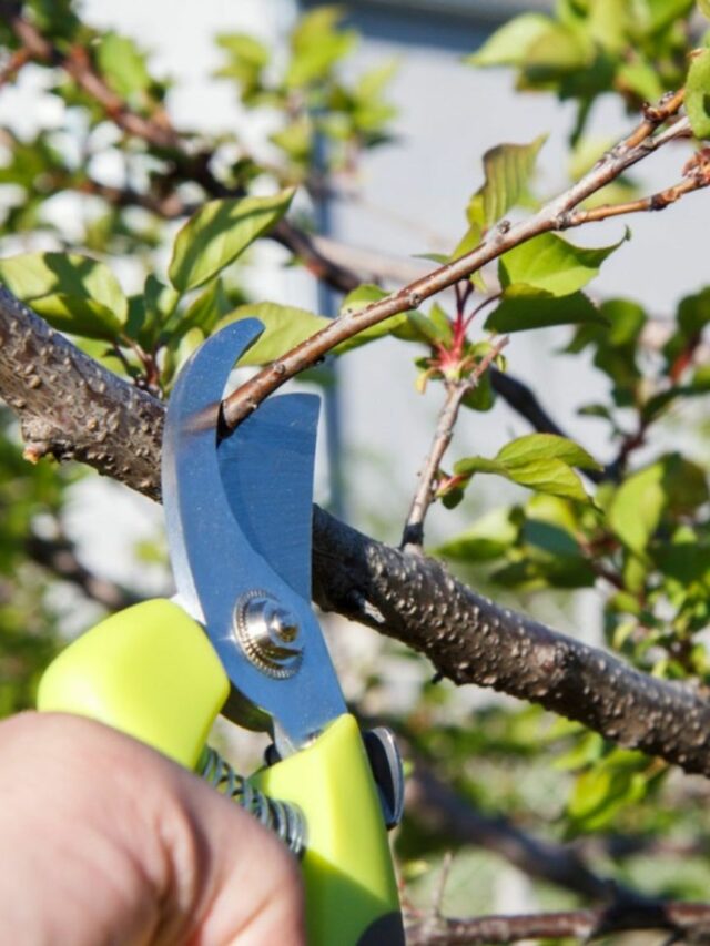 6 Pruning Tips Every Pro Gardener Wants You to Know for Healthy Plants