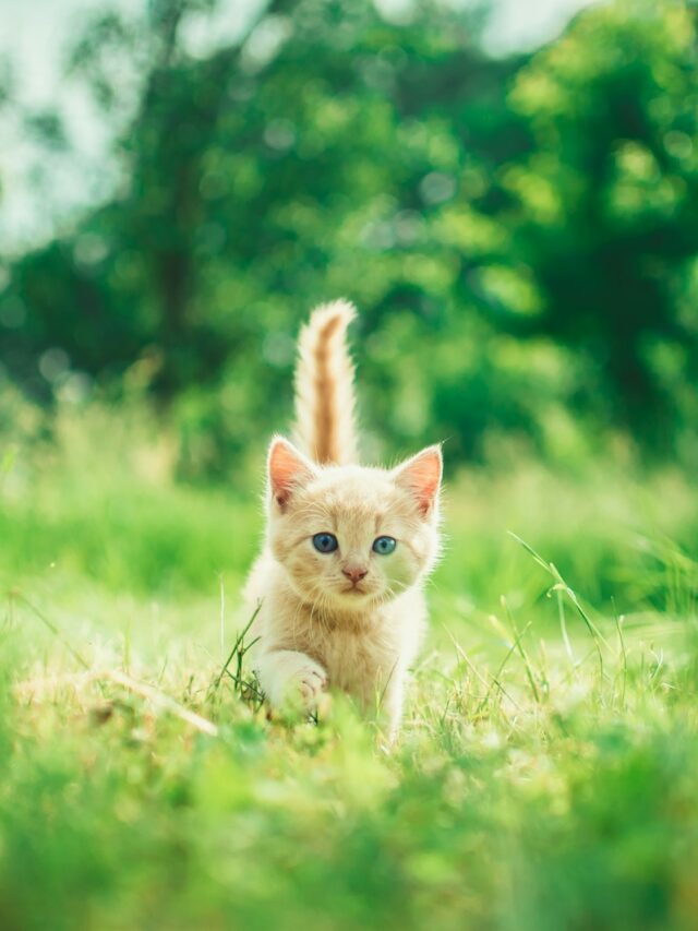 7 effective ways to stop cats from using your garden as a toilet