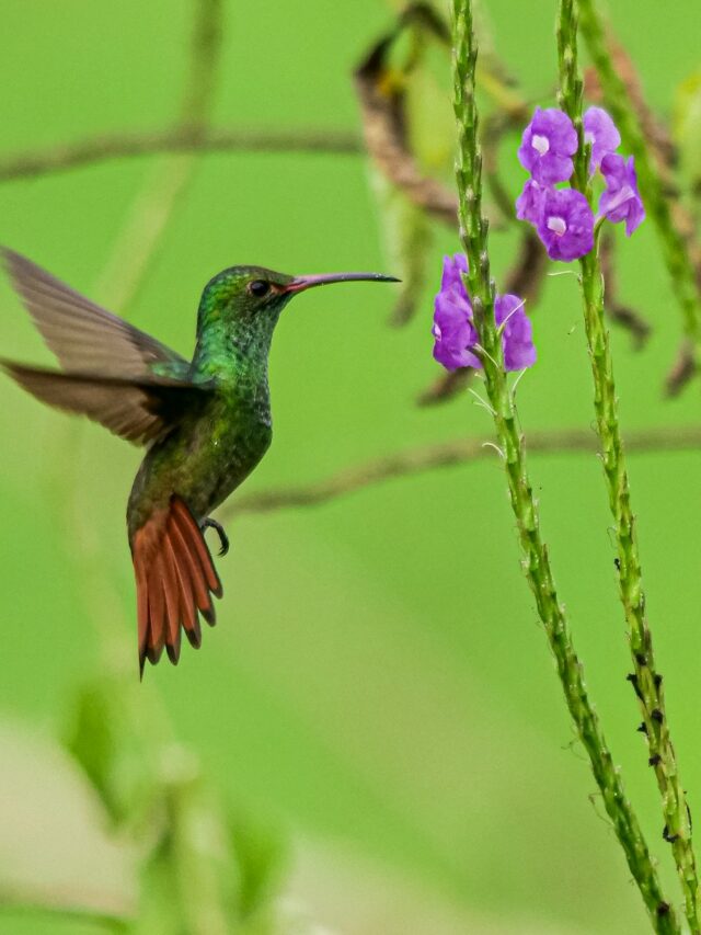 6 Hummingbird Facts Most People Don’t Know