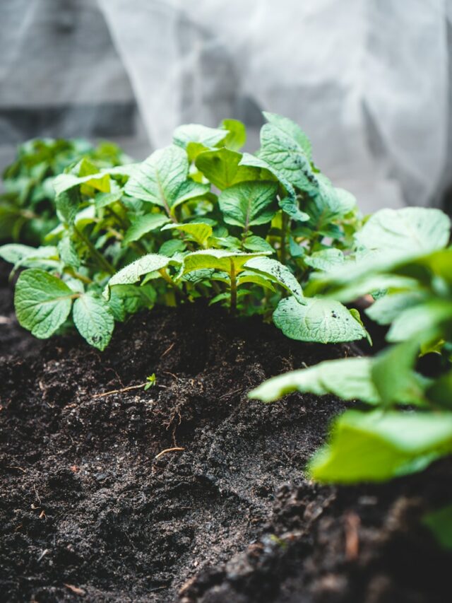 8 ways to improve your vegetable garden soil for healthier, more productive plants