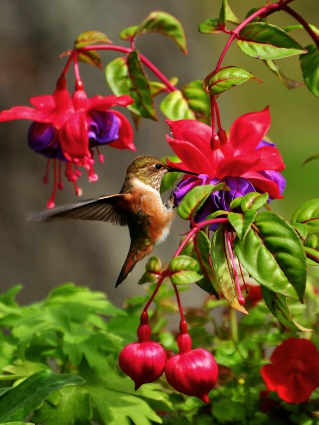 The Best Places to Hang a Hummingbird Feeder Might Surprise You