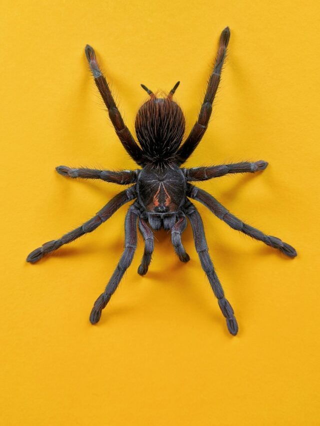 Most Dangerous Spiders Lurking in the U.S.