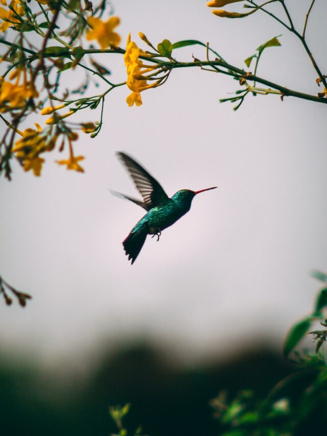 Can Hummingbirds Even Fly Backwards?