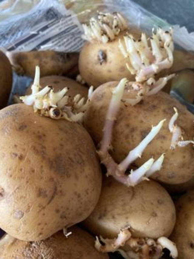 Sprouted Potatoes Are Actually Toxic