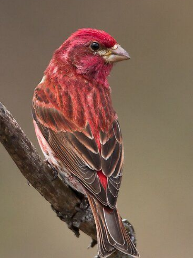 8 Beautiful Purple Birds That Brighten Skies Around the World